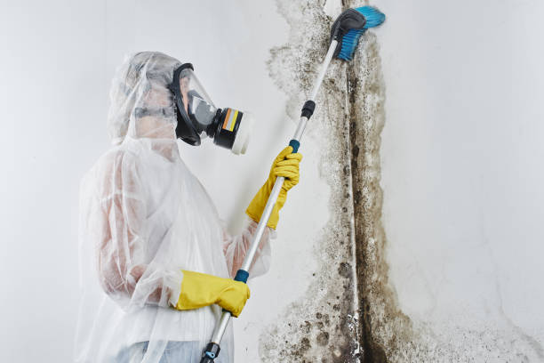 Best Mold Cleaning Services  in Grundy Center, IA