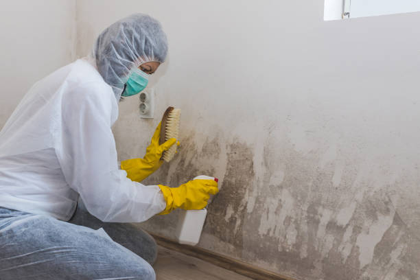 Best Commercial Mold Removal  in Grundy Center, IA