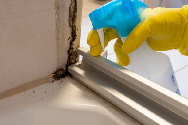 Best Local Mold Removal Service  in Grundy Center, IA