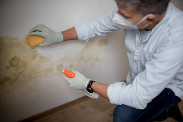Best Office Mold Removal Services  in Grundy Center, IA