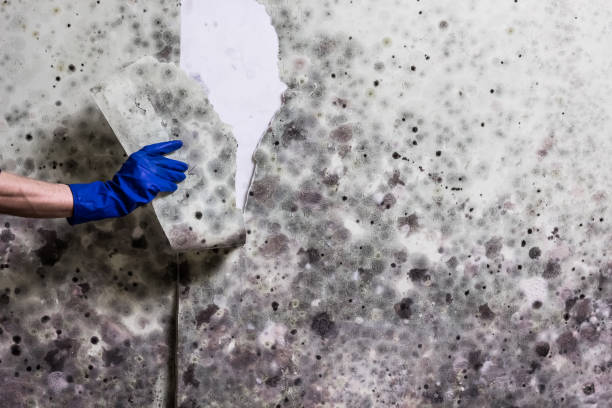 Best Fast Mold Removal  in Grundy Center, IA