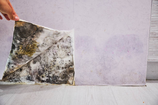 Best Affordable Mold Removal  in Grundy Center, IA